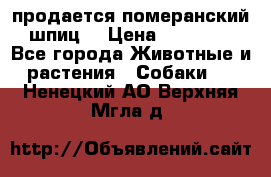 продается померанский шпиц  › Цена ­ 35 000 - Все города Животные и растения » Собаки   . Ненецкий АО,Верхняя Мгла д.